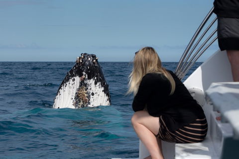 Whale Watching - Cruises Travel 1