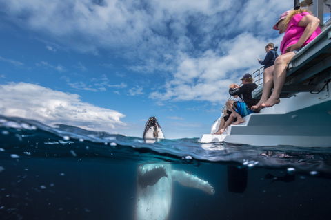 Whale Watching - Cruises Travel 2