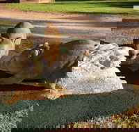 Wombat Statues Moonta - Tourism Guide
