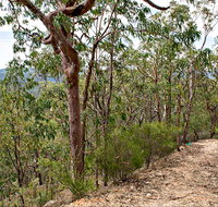 Yango Walking Track - Tourism Guide