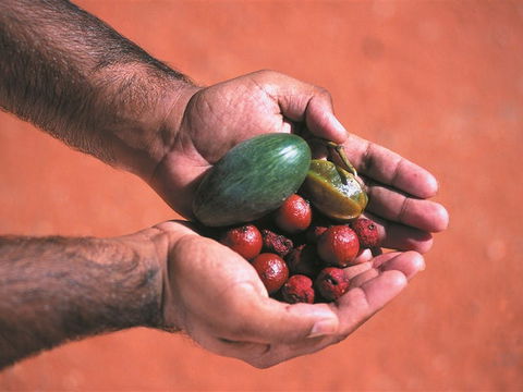 Alice Springs And Surrounds - Tourism Guide 1