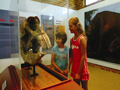 Australian Museum Diprotodon Exhibition: Closed For Building Repair July August - Tourism Guide 0