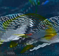 Beaver Reef Dive Site - Cruises Travel