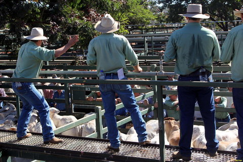 Blackall Saleyards - Travel Search 2