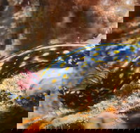 Cochrane Artificial Reef Dive Site - Tourism Guide