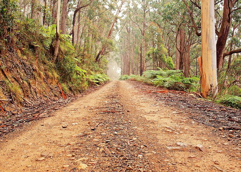 Cycle Mogo State Forest - Tourism Guide 1