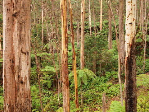 Cycle Mogo State Forest - Tourism Guide 2