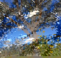 Euroa Arboretum - Tourism Guide