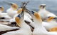 Gannets In Portland - thumb 0