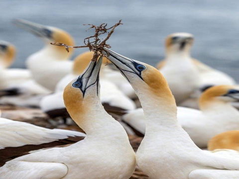Gannets In Portland - Travel Agents 0