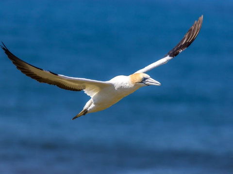 Gannets In Portland - Travel Agents 1