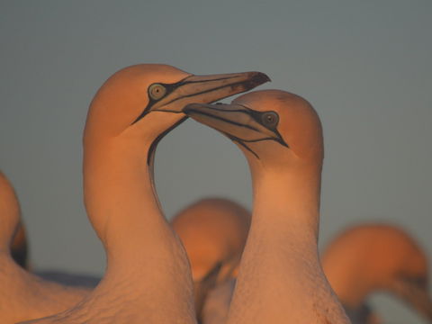 Gannets In Portland - Travel Agents 2