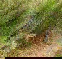 Grass Tree Circuit - Tourism Guide