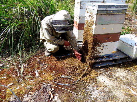 Honey Tasmania - The Beehive - Tourism Guide 0