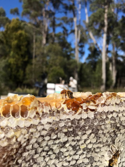 Honey Tasmania - The Beehive - Tourism Guide 1