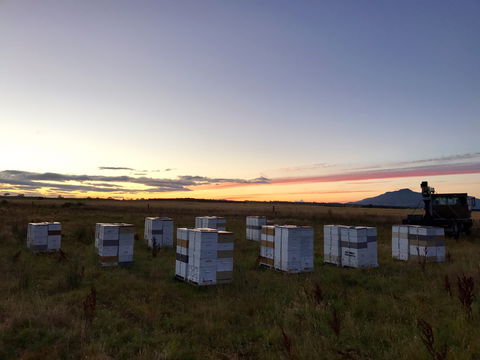 Honey Tasmania - The Beehive - Tourism Guide 2