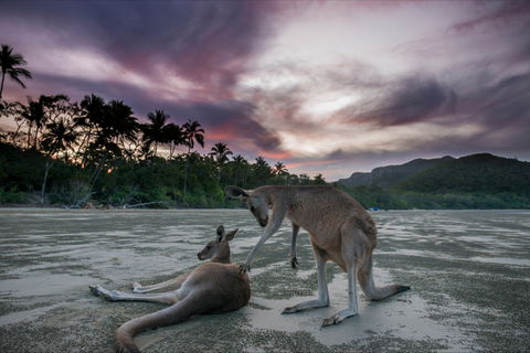 How To Holiday On The Hibiscus Coast With Your Family - Cruises Travel 0