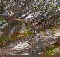 Middle Lagoon Walking Track - Tourism Guide