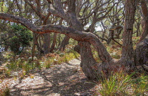 Middle Lagoon Walking Track - Tourism Guide 0