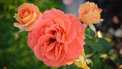 Mornington Botanical Rose Gardens - Tourism Guide 1