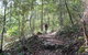 Morelia Walking Track, D'Aguilar National Park - thumb 1