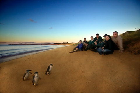 Phillip Island - Travel Agents 2