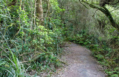Rainforest Walking Track, Roberston Nature Reserve - Tourism Guide 0