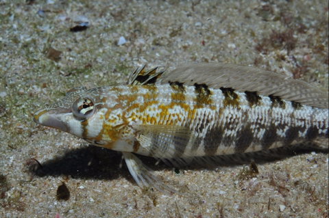 Shelving Beach Dive Site - Tourism Guide 0