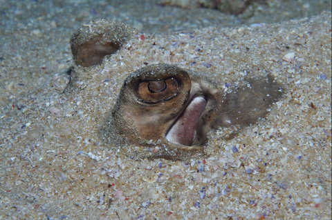 Shelving Beach Dive Site - Tourism Guide 1