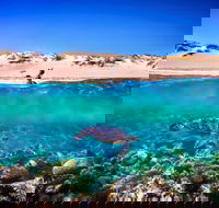 Snorkel the Ningaloo Reef - Tourism Guide