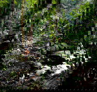 Strickland State Forest - Tourism Guide