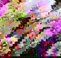 Tinonee Orchid Nursery - Tourism Guide