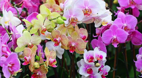 Tinonee Orchid Nursery - Travel Search 0