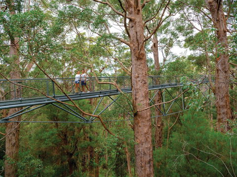 Valley Of The Giants Tree Top Walk - Cruises Travel 1