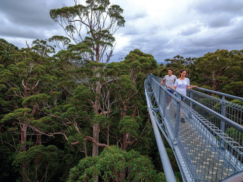 Valley Of The Giants Tree Top Walk - Cruises Travel 2
