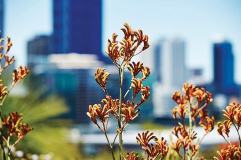 A Day In Perth - Tourism Guide 1