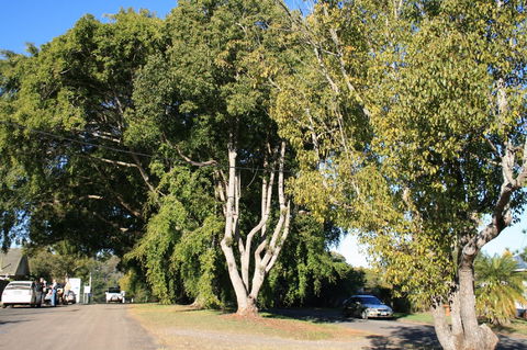 Anzac Avenue Memorial Trees, Beerburrum - Tourism Guide 0