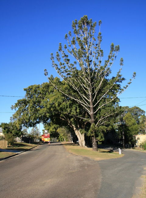 Anzac Avenue Memorial Trees, Beerburrum - Tourism Guide 1