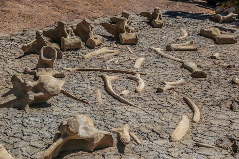 Australian Age Of Dinosaurs - Tourism Guide 2