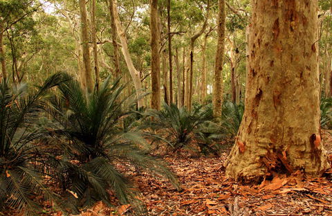 Burrawang Walking Track - Tourism Guide 0