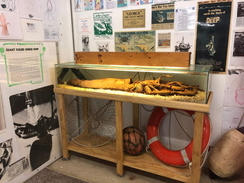 George The Giant Squid Display, Wallaroo - Tourism Guide 0