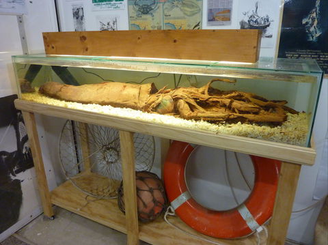 George The Giant Squid Display, Wallaroo - Tourism Guide 1