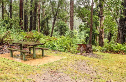 Goodenia Rainforest Picnic Area - Tourism Guide 0