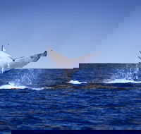 Humpback Whales - Tourism Guide