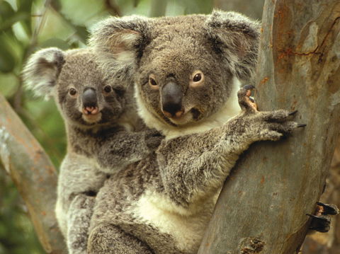 Koalas In Gunnedah - Cruises Travel 0