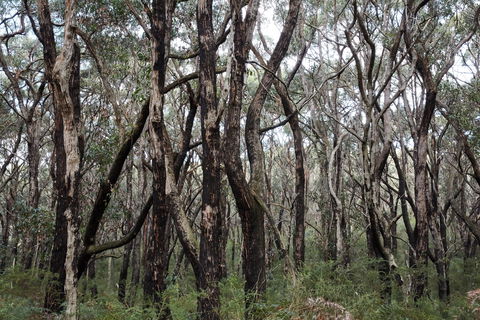 Lookout Hill  Circuit Walk - Tourism Guide 0