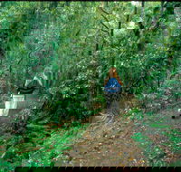 Mount Cougal Springbrook National Park - Tourism Guide