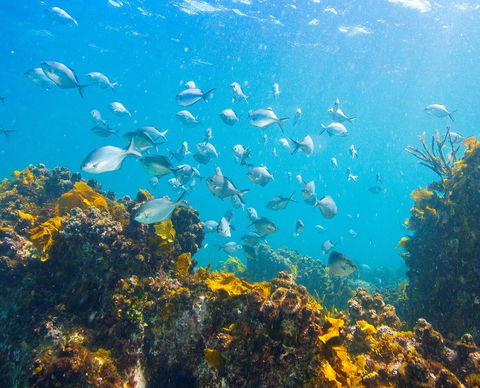 Snorkelling McKenzies Beach - Tourism Guide 0