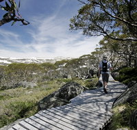 Snow Gums boardwalk - Tourism Guide