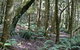 Summit Walking Track, Mount Hyland Nature Reserve - thumb 0